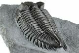 Bug-Eyed Coltraneia Trilobite Fossil - Top Quality Specimen #350852-5